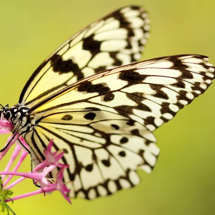 Vlinder die van zoete nectar geniet schuifpuzzel online