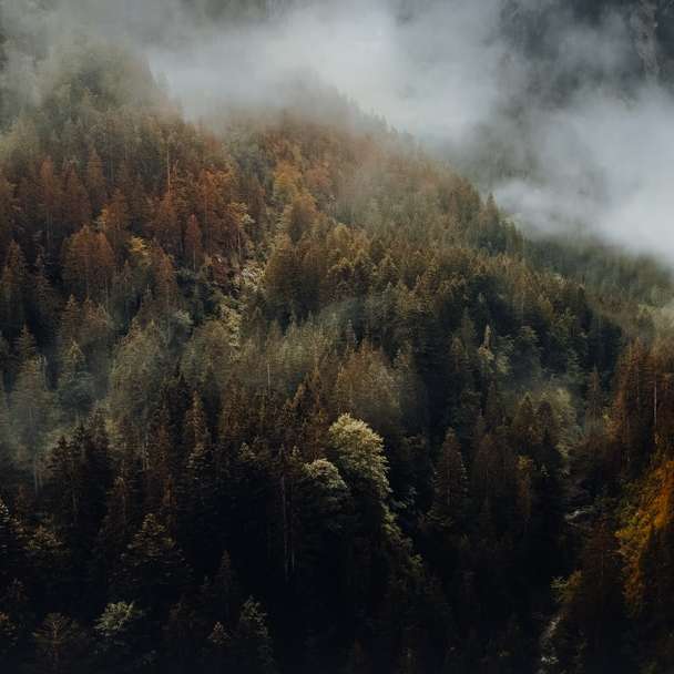 Ambiance d'automne Moody en Autriche. puzzle en ligne