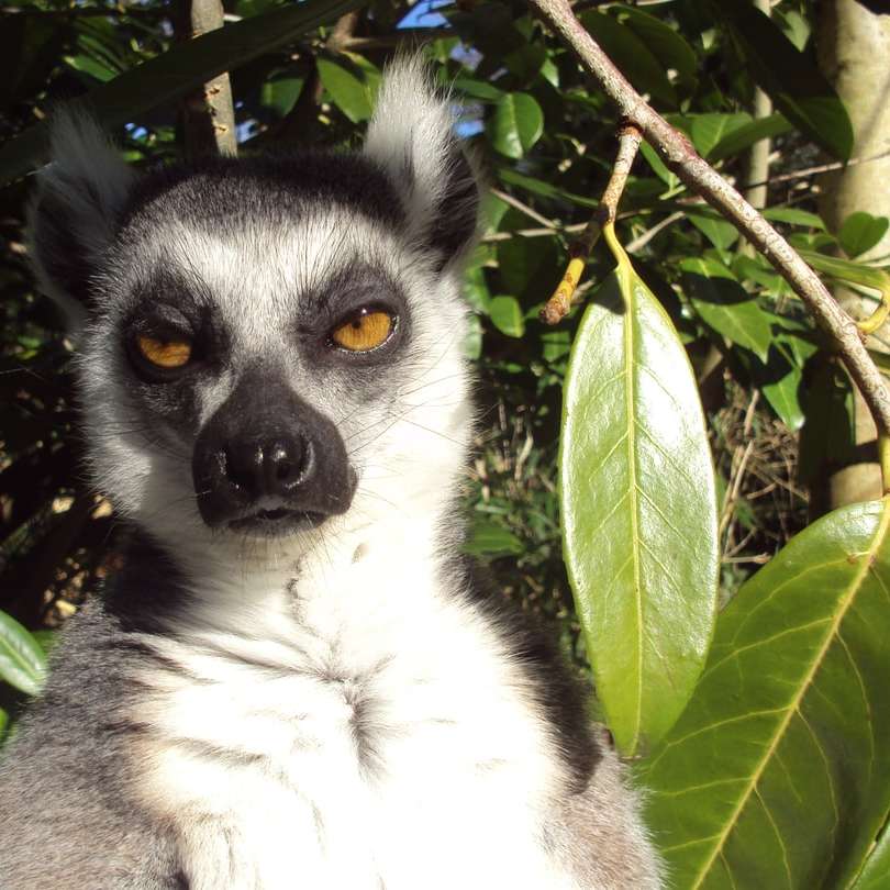 Lemur expressie online puzzel