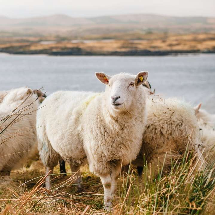 białe owce na brązowym polu trawy w pobliżu zbiornika wodnego puzzle przesuwne online