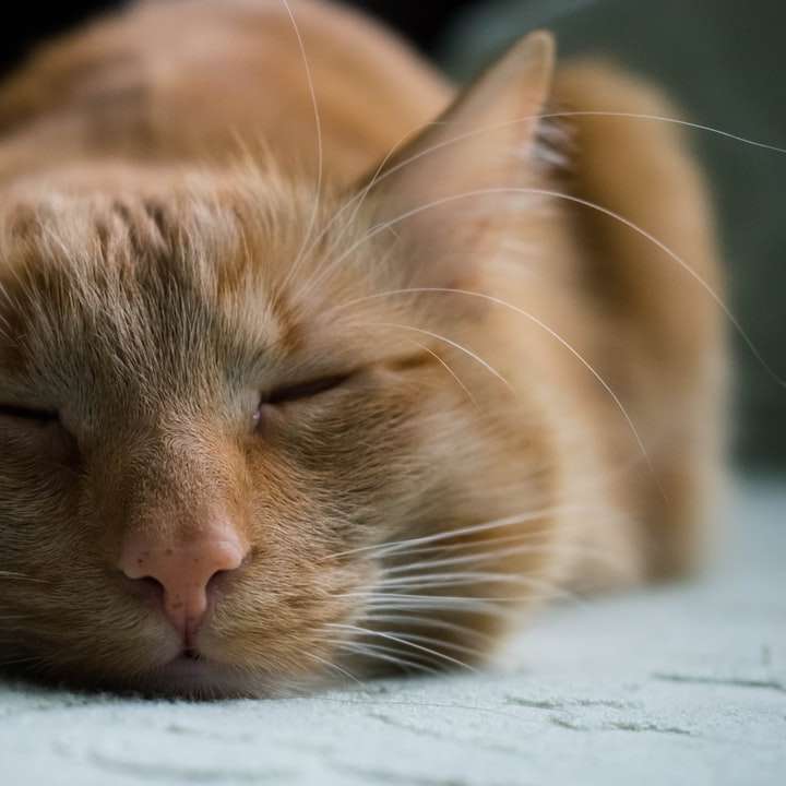 pomarańczowy pręgowany kot śpi na białej tkaninie puzzle online