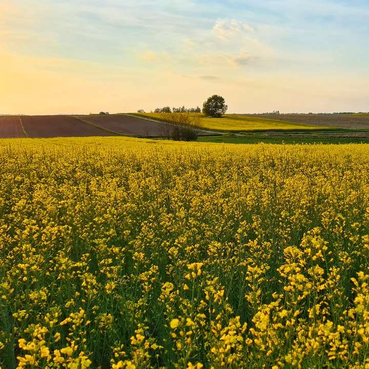 Spring. Rapeseed online puzzle