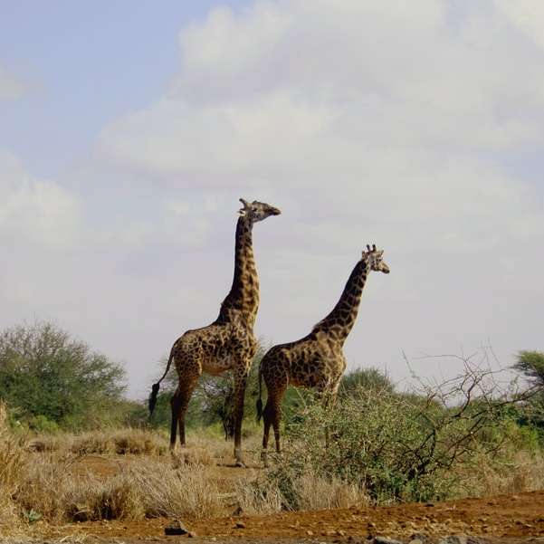 dwa zwierzęta żyrafy puzzle online