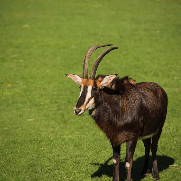 кафяво и черно животно върху полето със зелена трева през деня онлайн пъзел