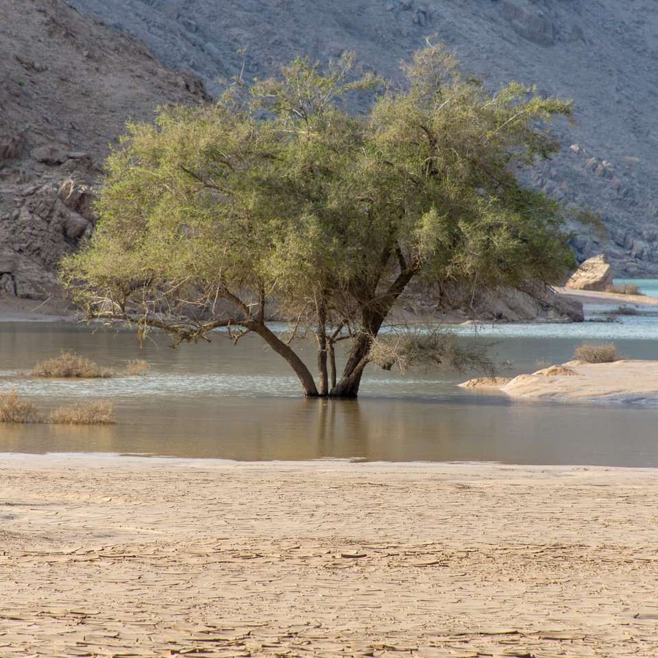 copac maro lângă corpul de apă în timpul zilei puzzle online
