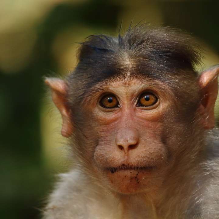 Портрет обезьяны (макака-резус) онлайн-пазл