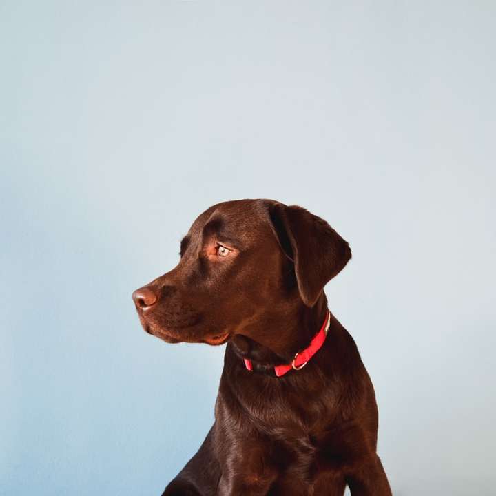 茶色のラブラドール子犬 スライディングパズル・オンライン