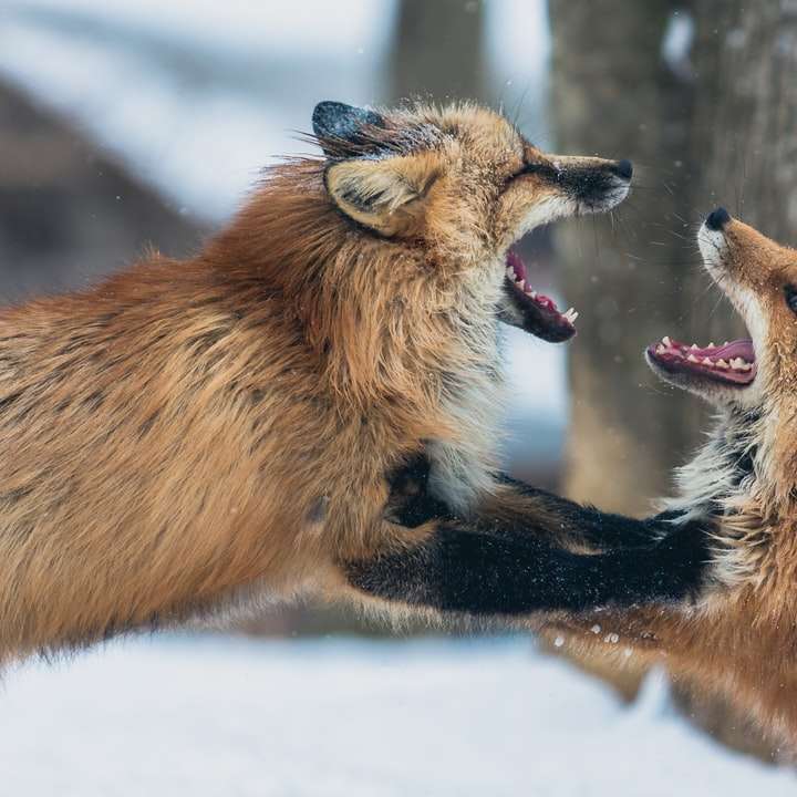 dvě hnědé lišky online puzzle