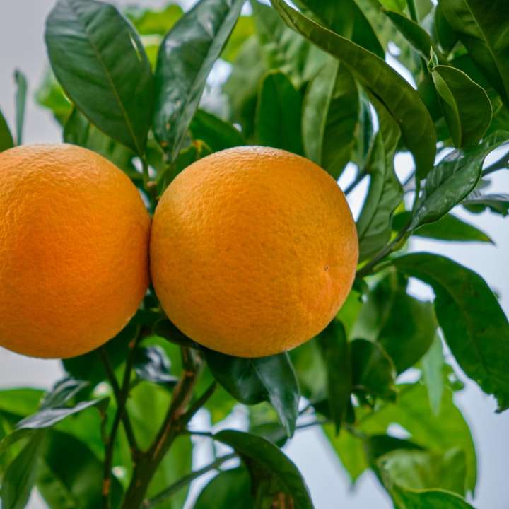 Pomarańcze na drzewie puzzle przesuwne online