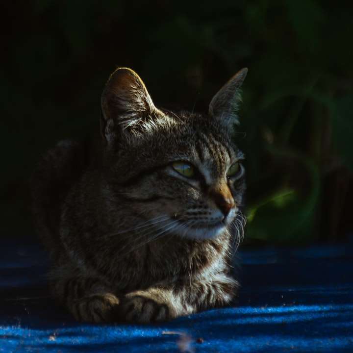 Μια γάτα κάθεται κάτω από τη σκιά. online παζλ