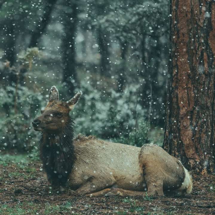 коричневое животное, лежащее на земле в лесу онлайн-пазл