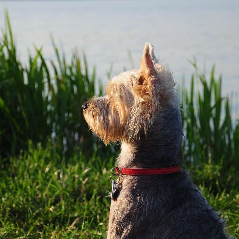 hosszú szőrű, vörös színű, zöld füvek közelében ülő kutya csúszó puzzle online