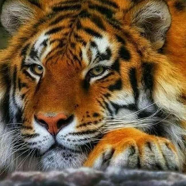 Tiger .................. Schiebepuzzle online