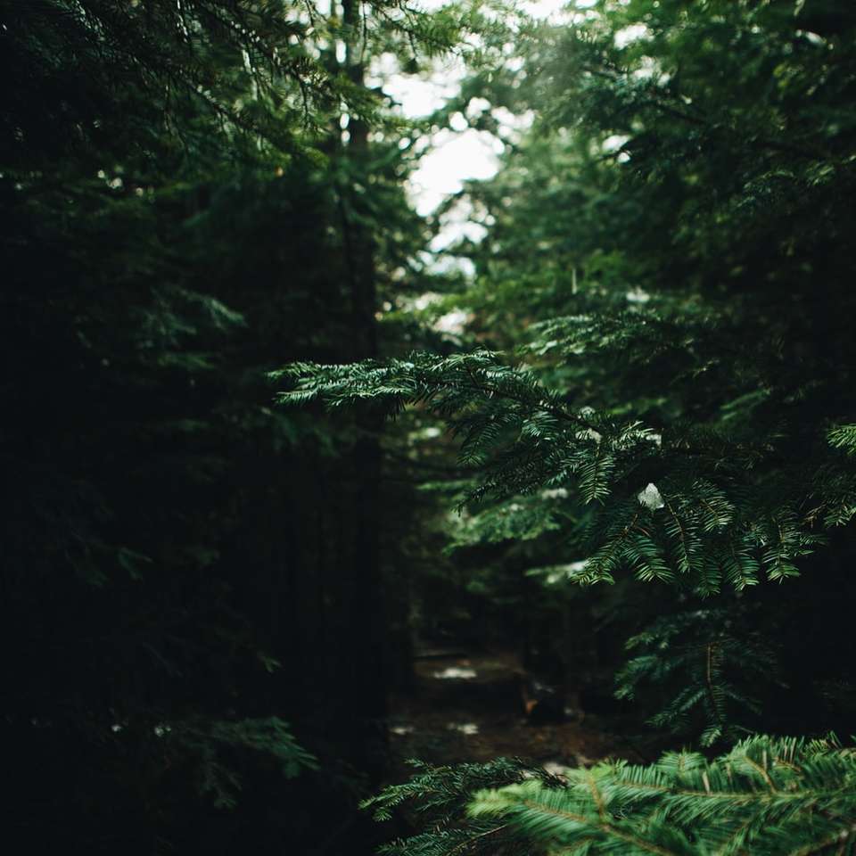 Темный лес онлайн-пазл