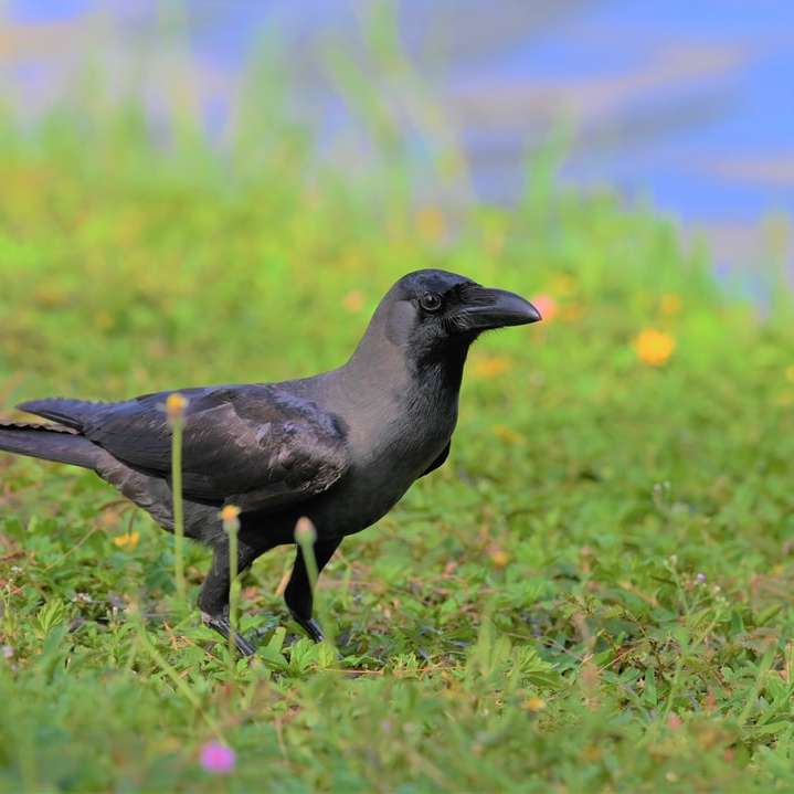 Crow next to the river sliding puzzle online