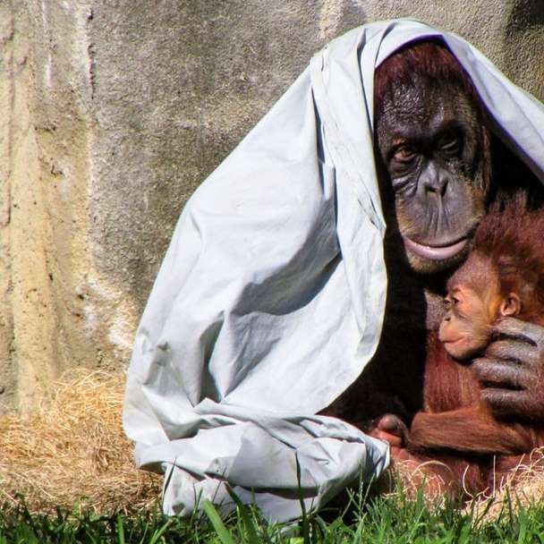 орангутанг обнимает своего ребенка раздвижная головоломка онлайн