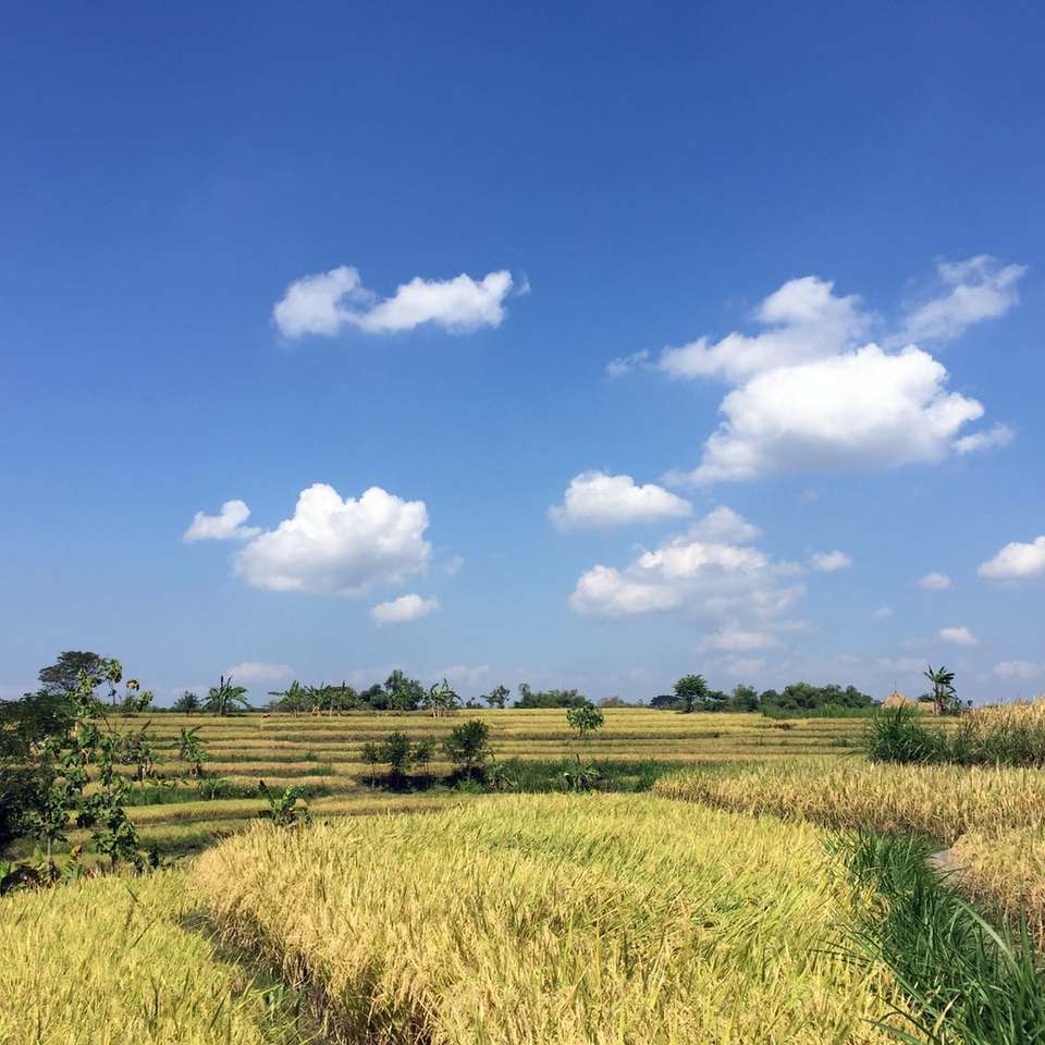 Paddy Field puzzle online