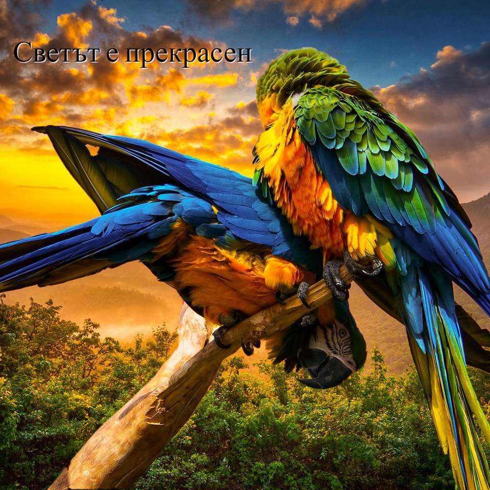 ένα ζευγάρι πολύχρωμων παπαγάλων συρόμενο παζλ online