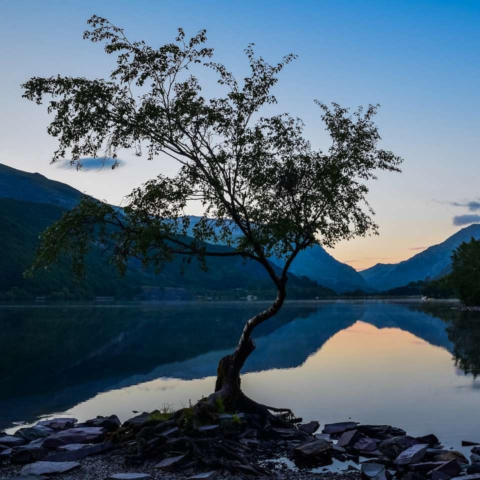 zielone drzewo w pobliżu jeziora w ciągu dnia puzzle przesuwne online