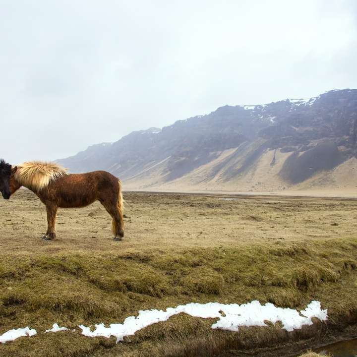 Caballos negros y marrones de pie sobre el campo de hierba verde a través de la montaña rompecabezas en línea