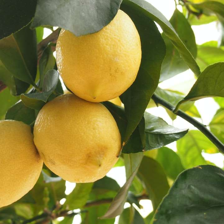Zitronen im Zitronenbaum Schiebepuzzle online