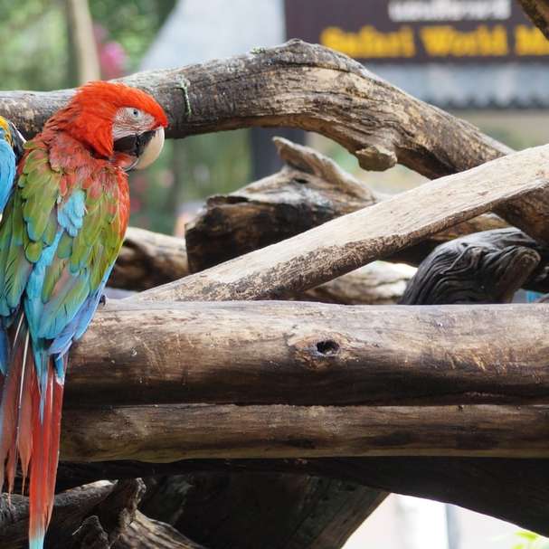 Papoušek na stromě online puzzle