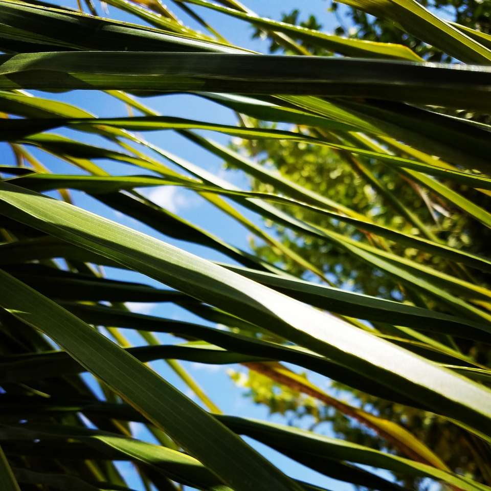 Liście palmowe słoneczny dzień puzzle przesuwne online
