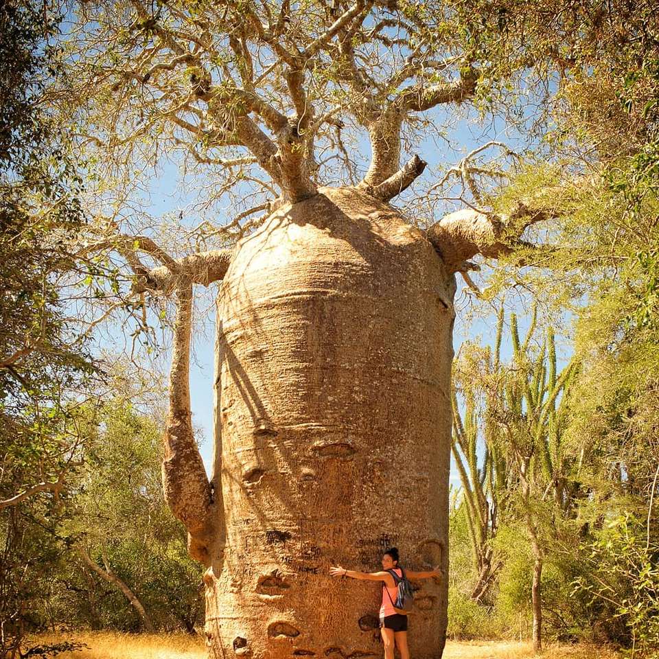 copac baobab în Madagascar alunecare puzzle online