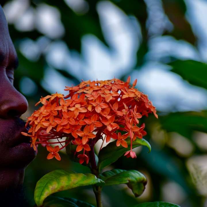 Αγόρι των λουλουδιών συρόμενο παζλ online