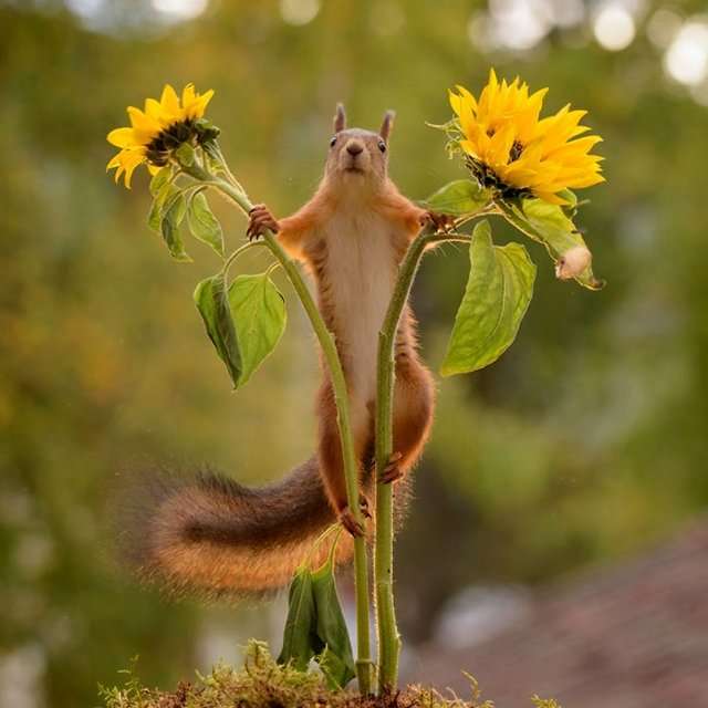 scoiattolo - acrobata puzzle online