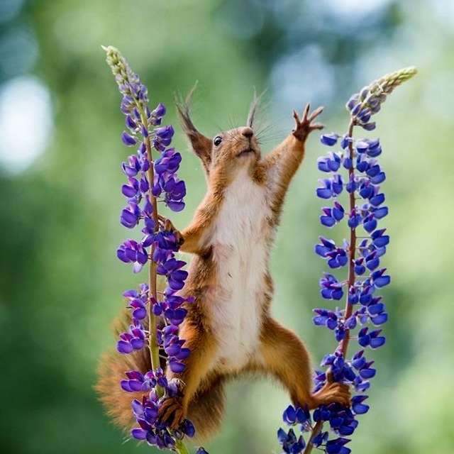 mała wiewiórka - akrobata puzzle przesuwne online