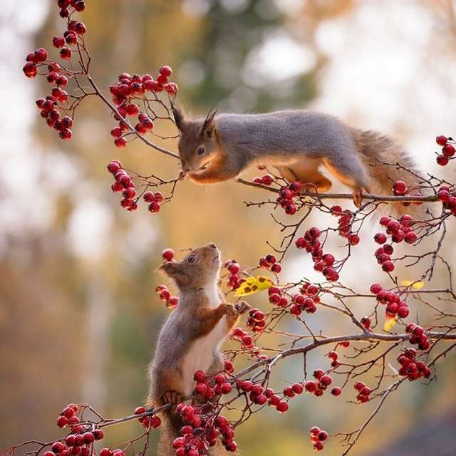 Eichhörnchen - Spiele im Herbst Online-Puzzle