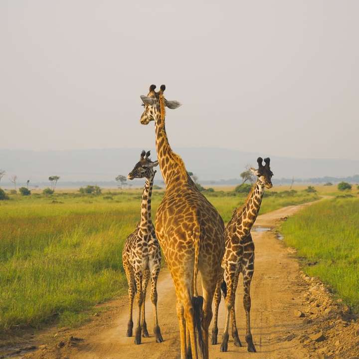 família de girafas animais selvagens puzzle online
