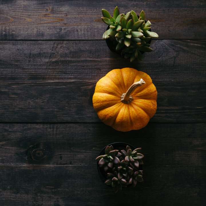 Pumpkin on Dark Wood with two plants online puzzle