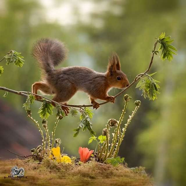 wiewiórka chodzi po gałązce po kwiatach puzzle przesuwne online