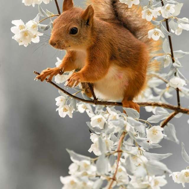squirrel on a flowering twig online puzzle