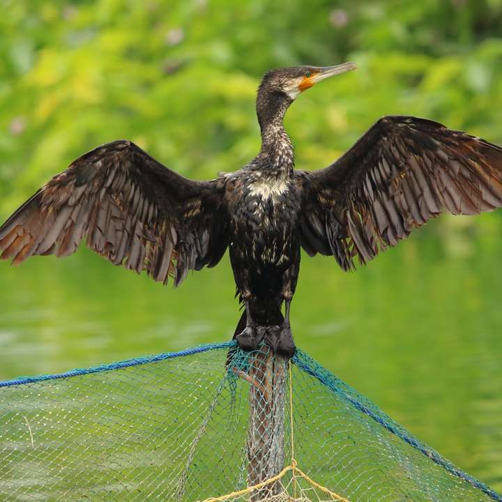 черно-бяла птица на зелено въже плъзгащ се пъзел онлайн