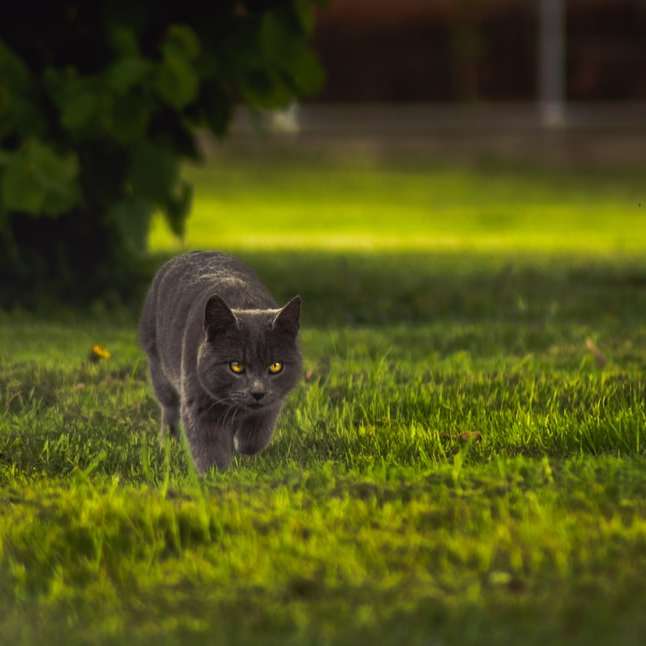 Korthårig katt i trädgården glidande pussel online