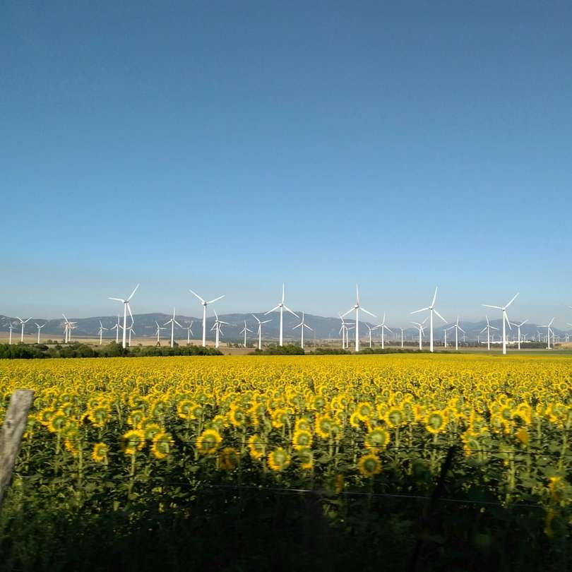 field of white wind turbines sliding puzzle online