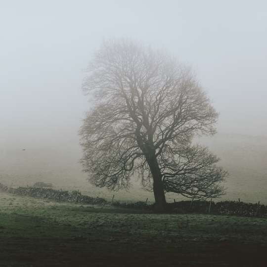 photo d'un arbre nu couvert de brouillard puzzle coulissant en ligne