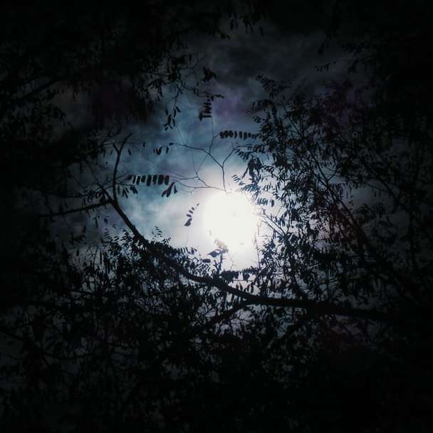 Månen genom lummiga grenar glidande pussel online