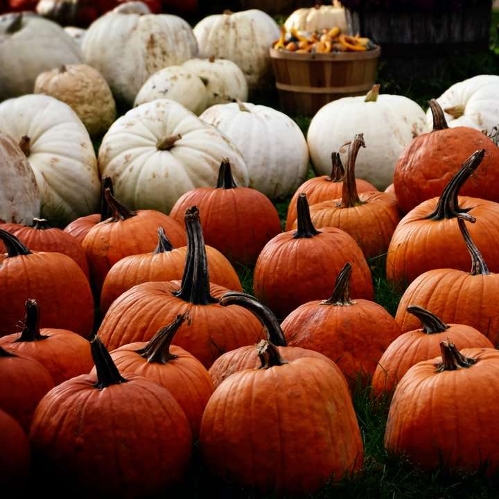 pumpkin lot online puzzle