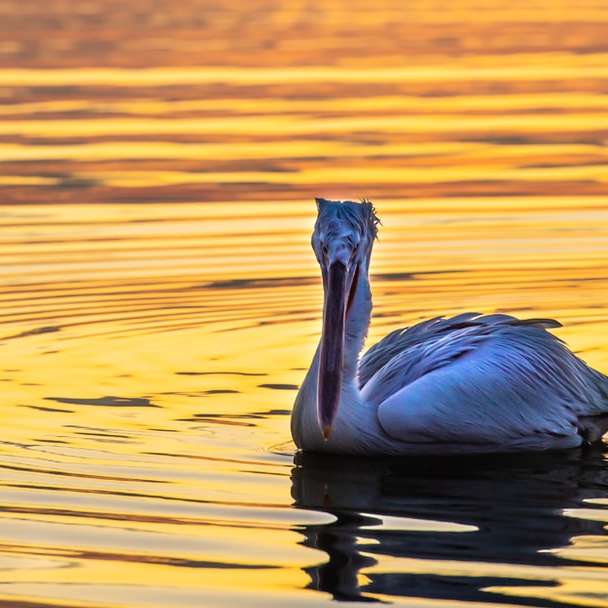 pelicano branco na água durante o dia puzzle deslizante online