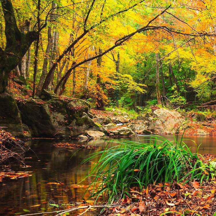 outono sobre o rio puzzle online