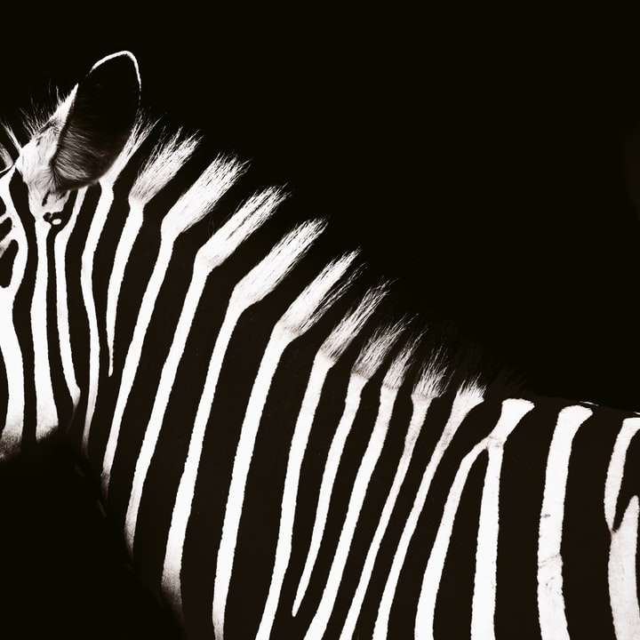 zebra animal online puzzle