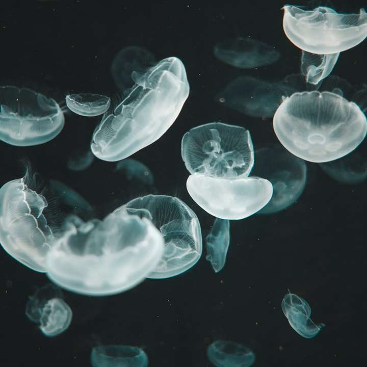 Медузи в Киото. плъзгащ се пъзел онлайн