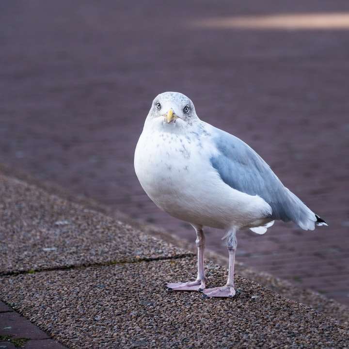 Uma gaivota em um porto em Den Haag puzzle deslizante online