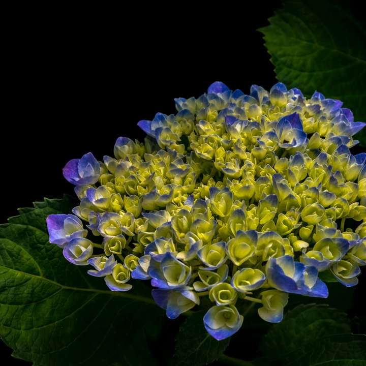 Flor de Hortensia morada puzzle deslizante online