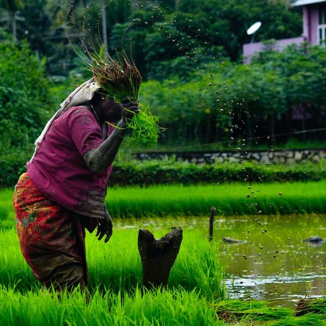 Γυναίκα αγρότης συρόμενο παζλ online