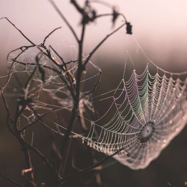 Spindelnät på växten Pussel online